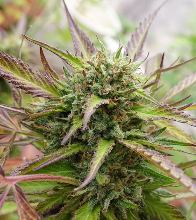 SOUR FLASH