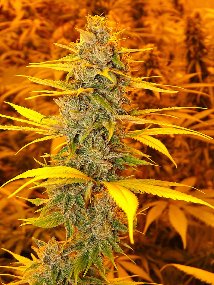 cherry og