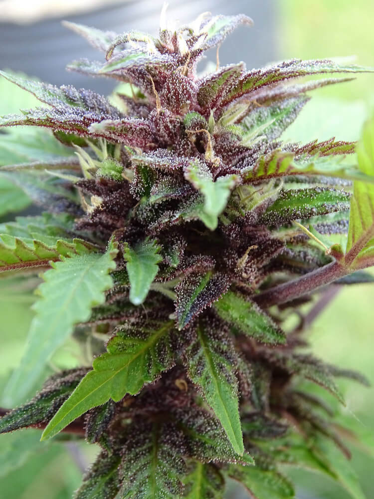 CRYSTAL MED CBD AUTO