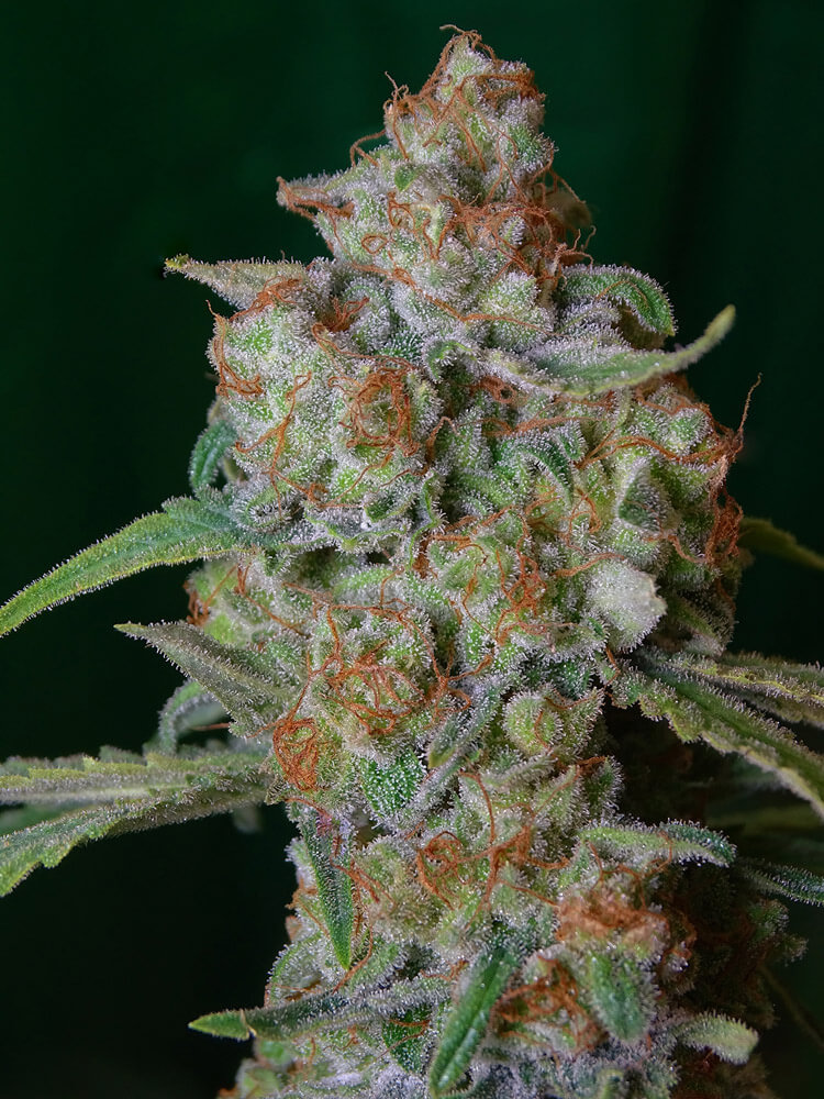 LEMON RAM - Imagen 13