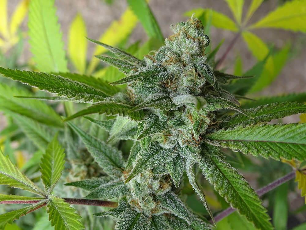 LEMON RAM - Imagen 12