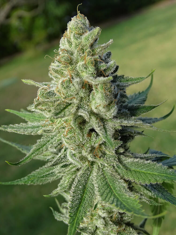 LEMON RAM - Imagen 11