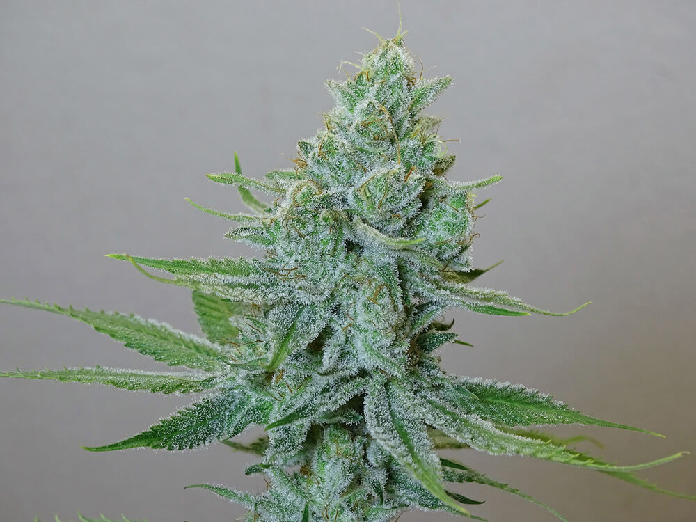 LEMON RAM - Imagen 9