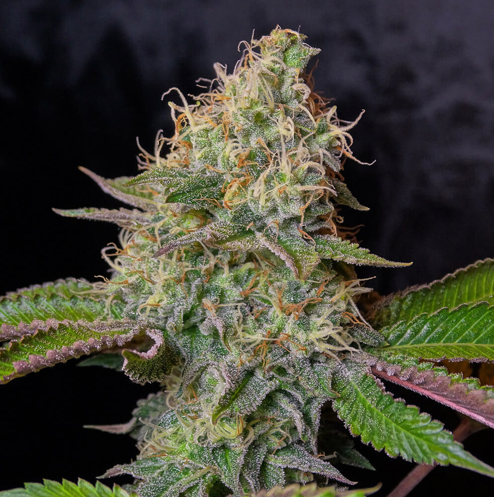 RIVER OG