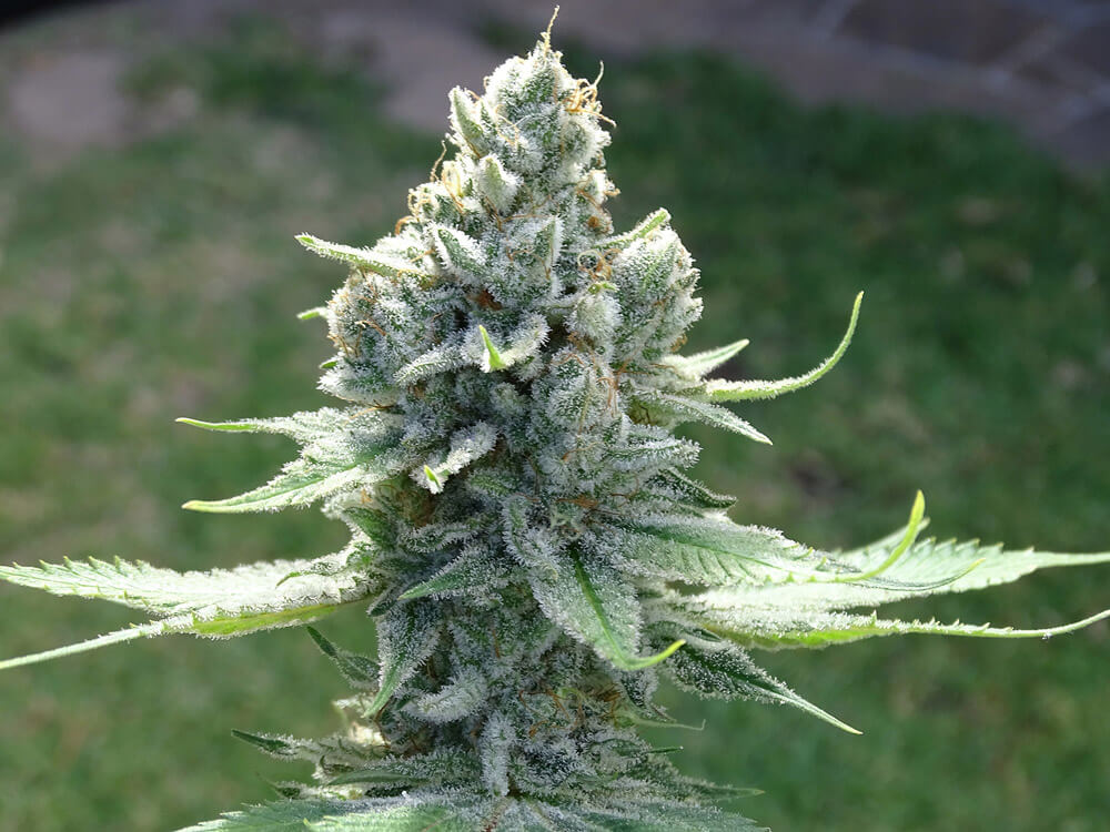 LEMON RAM - Imagen 10