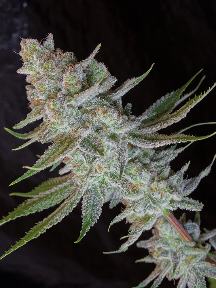 LEMON RAM - Imagen 8