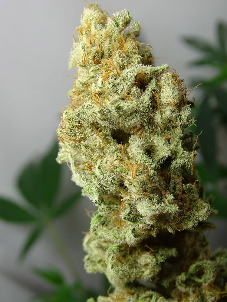 LEMON RAM - Imagen 6