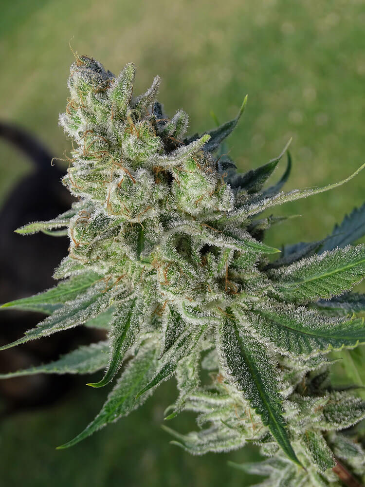 LEMON RAM - Imagen 5