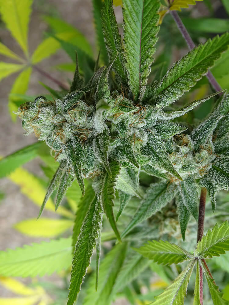 LEMON RAM - Imagen 4