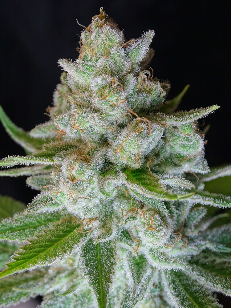 LEMON RAM - Imagen 3