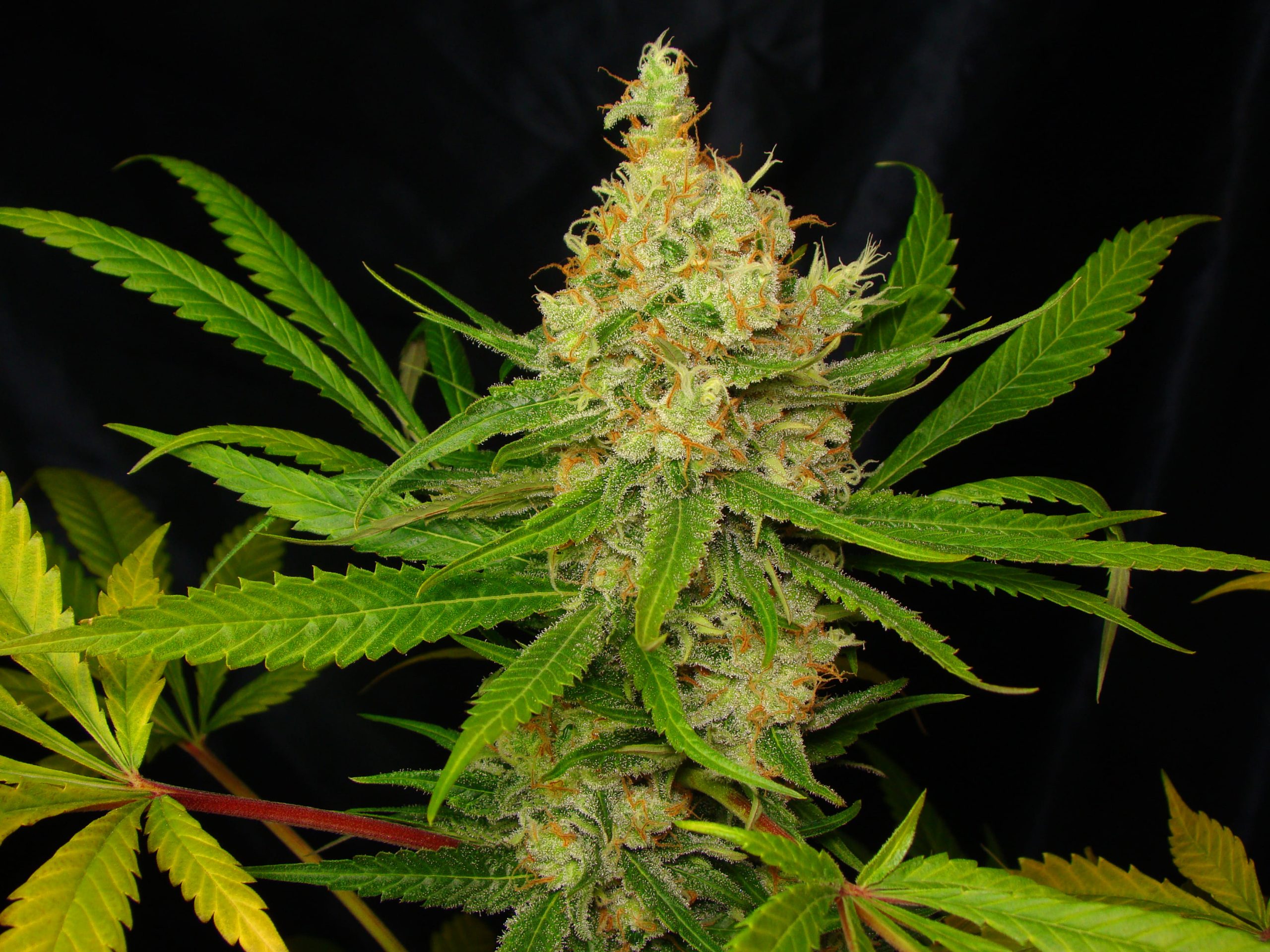 ORIGINAL SLH - Imagen 3