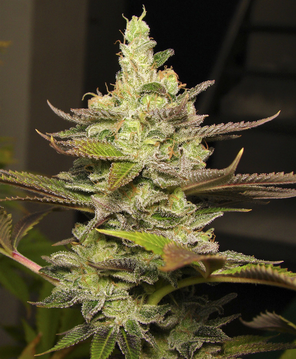 WATERLEMON ZKITTLES