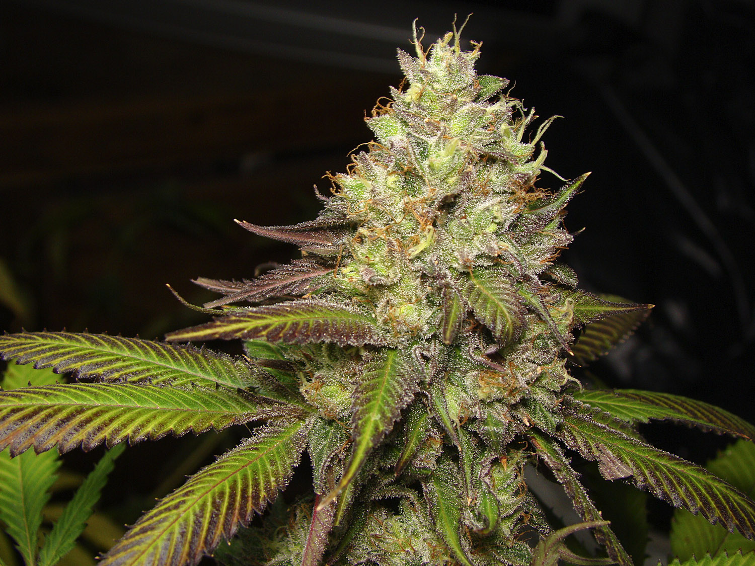 MENDO CHEM