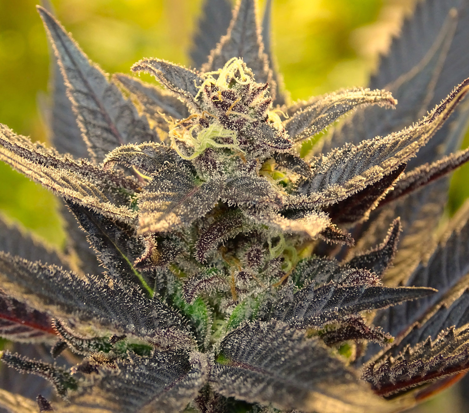 Purple Tangie - variedad con pomelo intenso y notas diesel
