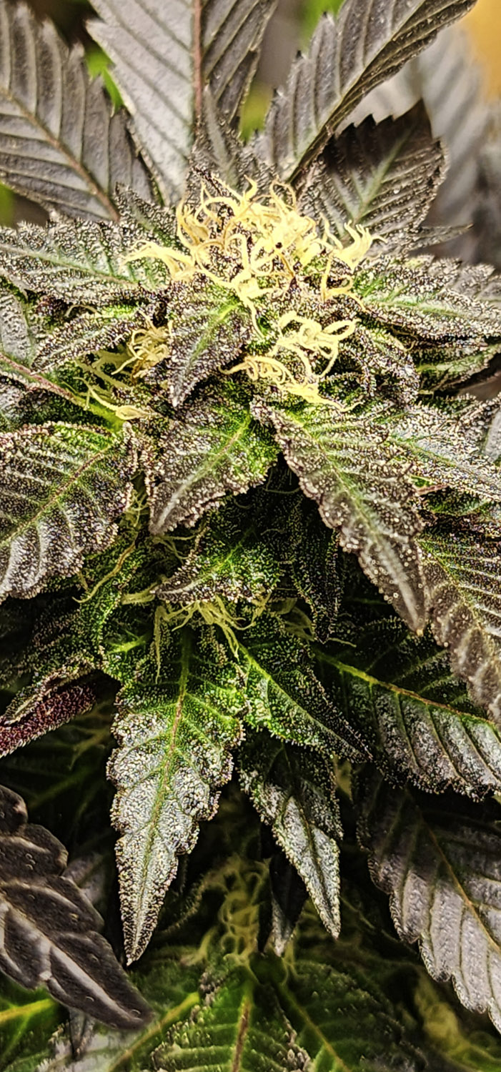 URKLE BUBBA
