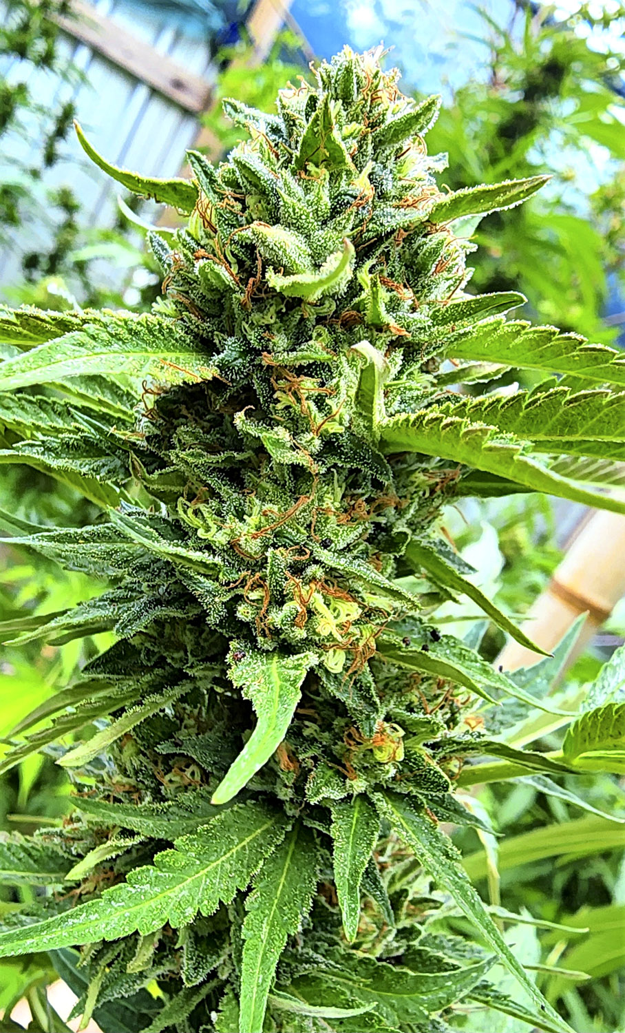 XILENO HAZE