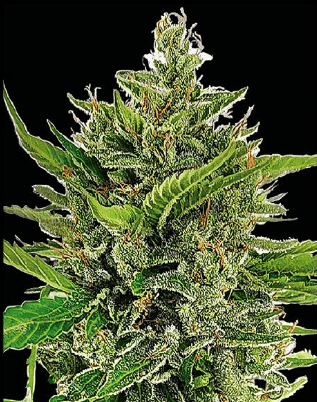 DADDY OG