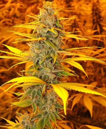 cherry og